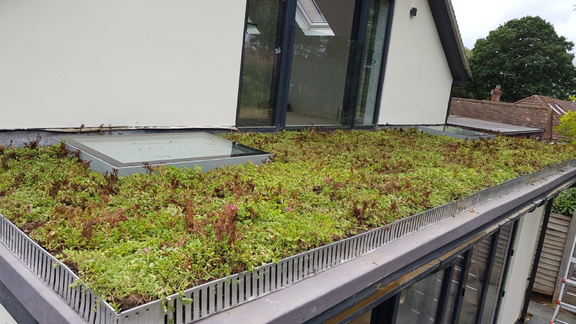 Green living roof system on a commercial building with biodiverse planting